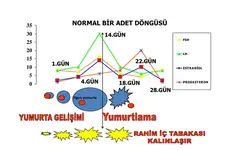 Regl Döngüsü Nasıl Olur Belirtileri Nelerdir?