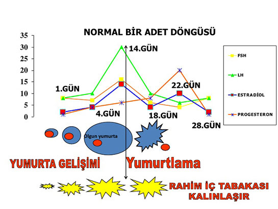 Regl Döngüsü Nasıl Olur Belirtileri Nelerdir?